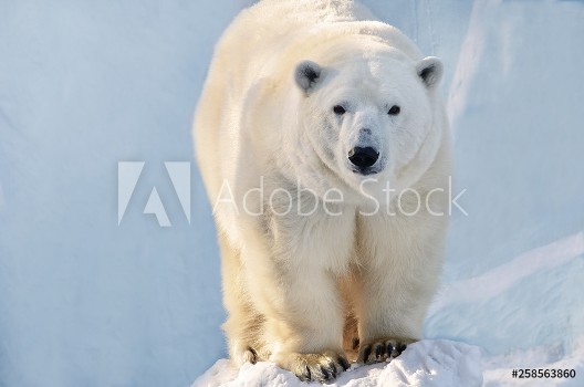 Picture of polar bear
